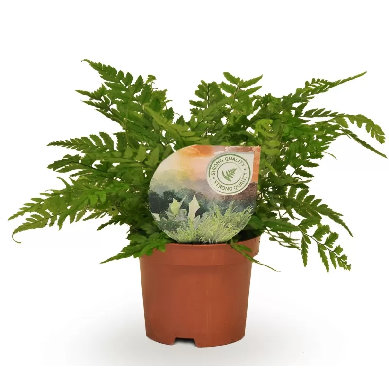 Dekoratyviniai augalai internetu