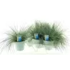 Melsvasis eraičinas - Festuca glauca INTENSE BLUE