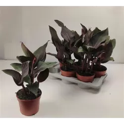 Kana - Canna BRONZE SCARLET