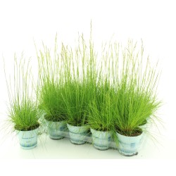 Festuca glauca (deshampsia) AMILIME