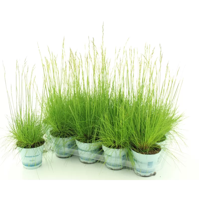 Melsvasis eraičinas - Festuca glauca (deshampsia) AMILIME