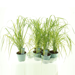 Calamagrostis acutiflora ELDORADO