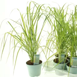 Lendrūnas - Calamagrostis acutiflora ELDORADO