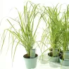 Lendrūnas - Calamagrostis acutiflora ELDORADO