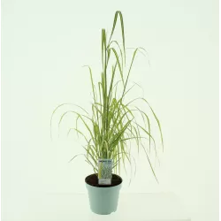 Lendrūnas - Calamagrostis acutiflora ELDORADO