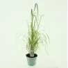Lendrūnas - Calamagrostis acutiflora ELDORADO