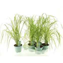 Lendrūnas - Calamagrostis acutiflora ELDORADO