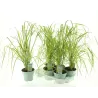 Lendrūnas - Calamagrostis acutiflora ELDORADO