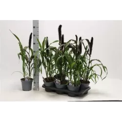 Pennisetum PURPLE BARON