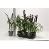 Pennisetum PURPLE BARON