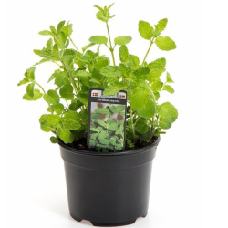 Mentha arvensis STRAWBERRY
