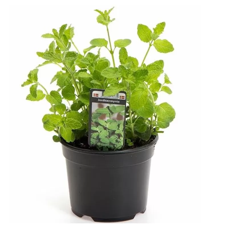 Mentha arvensis STRAWBERRY