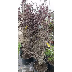 Didysis lazdynas - Corylus maxima RED MAJESTIC