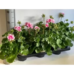 Pelargonium zonale LINUS ROSE