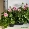 Juostotoji pelargonija - Pelargonium zonale LINUS ROSE