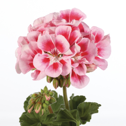 Pelargonium zonale LINUS ROSE