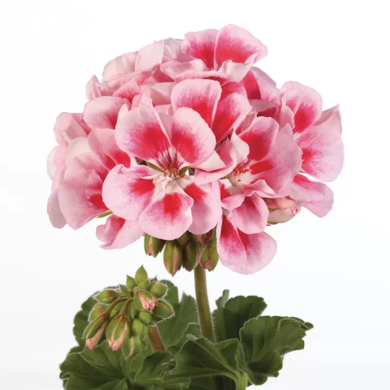 Juostotoji pelargonija - Pelargonium zonale LINUS ROSE