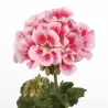 Juostotoji pelargonija - Pelargonium zonale LINUS ROSE
