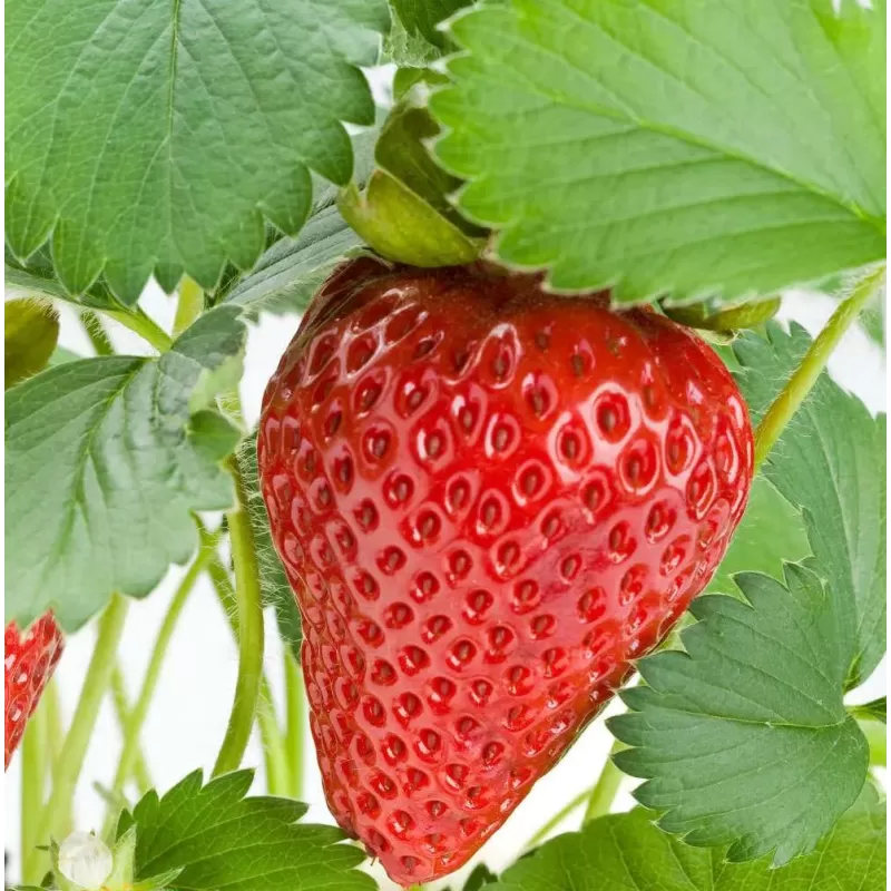 Braškė - Fragaria ananassa ANNABELLE (remontantinė) Braškė - Fragaria ananassa ANNABELLE (remontantinė)