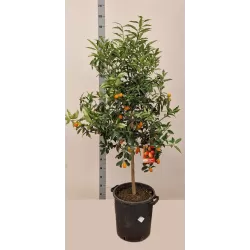 Kinkanas - Citrus margarita KUMQUAT