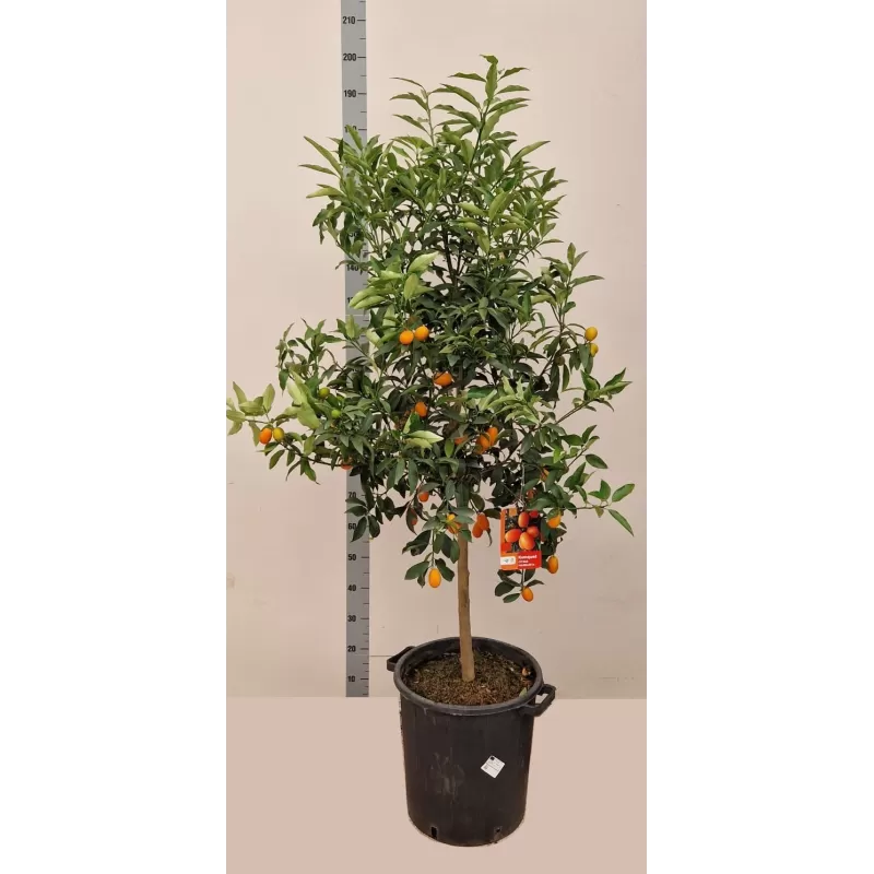 Kinkanas - Citrus margarita KUMQUAT