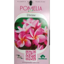 Plumeria rubra DIVINE