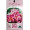 Jostras - Plumeria rubra DIVINE