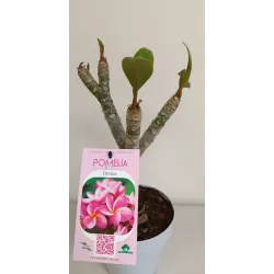 Plumeria rubra DIVINE