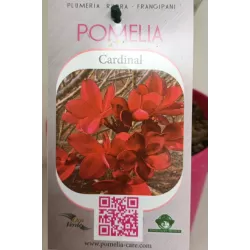 Jostras - Plumeria rubra CARDINAL