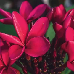 Jostras - Plumeria rubra CARDINAL