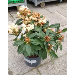 Rhododendron GOLDEN TORCH