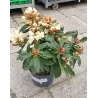 Rododendras - Rhododendron GOLDEN TORCH