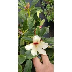 Rhododendron Starbright Champagne