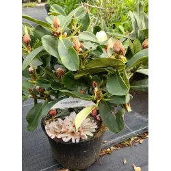 Rhododendron Starbright Champagne