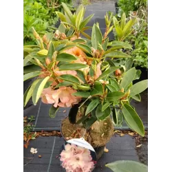 Rododendras - Rhododendron OLGA