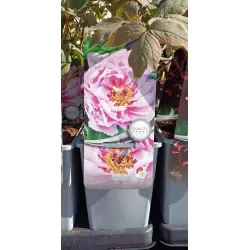 Bijūnų Shimadaijn sodinukai su pristatymu į namus