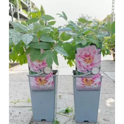 Bijūnų Shimadaijn sodinukai su pristatymu į namus