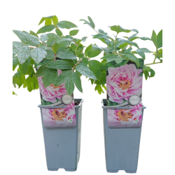 Bijūnų Shimadaijn sodinukai su pristatymu į namus