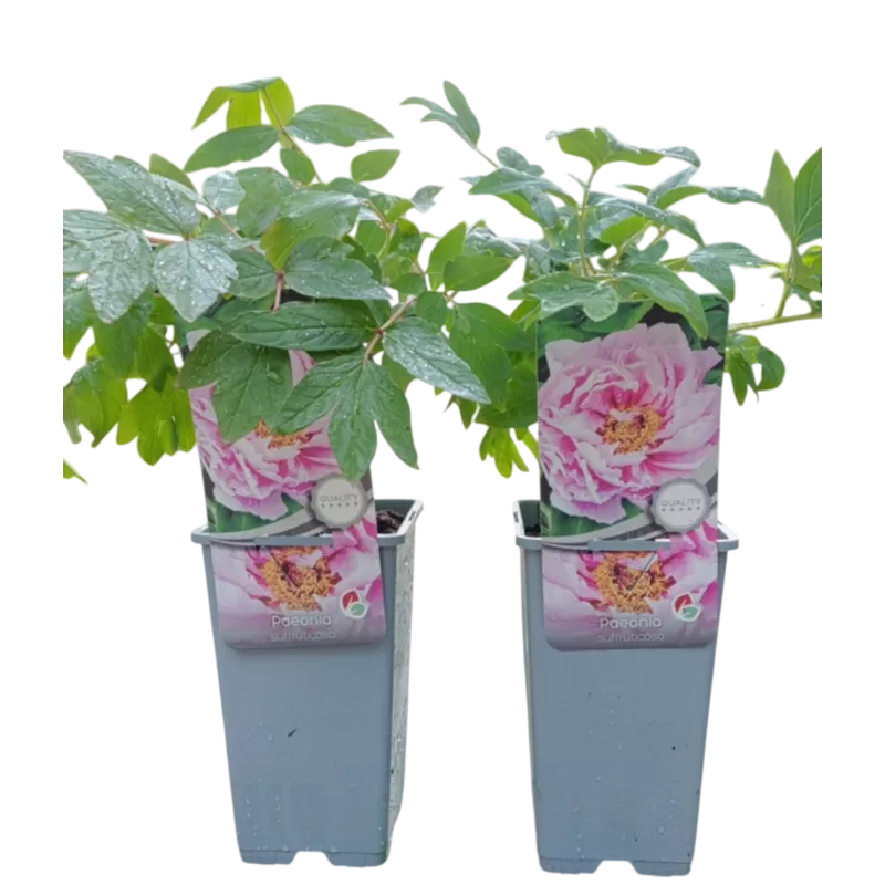 Bijūnų Shimadaijn sodinukai su pristatymu į namus