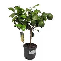 Citrinmedis - Citrus meyeri Meyer