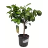 Citrinmedis - Citrus meyeri Meyer