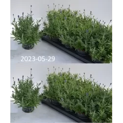 Tikroji levanda - Lavandula angustifolia