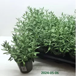 Tikroji levanda - Lavandula angustifolia