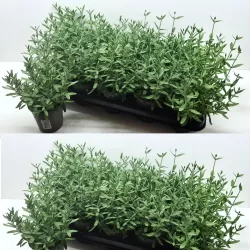 Tikroji levanda - Lavandula angustifolia CLEO PATIO