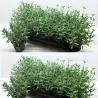 Tikroji levanda - Lavandula angustifolia CLEO PATIO
