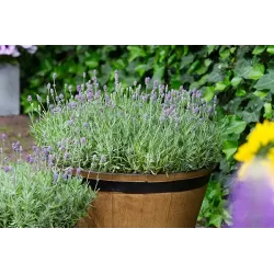 Tikroji levanda - Lavandula angustifolia CLEO PATIO