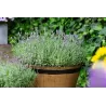 Tikroji levanda - Lavandula angustifolia CLEO PATIO