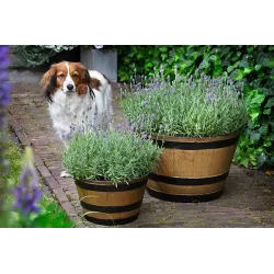 Tikroji levanda - Lavandula angustifolia CLEO PATIO