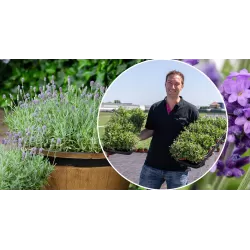 Tikroji levanda - Lavandula angustifolia