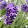 Tikroji levanda - Lavandula angustifolia CLEO PATIO